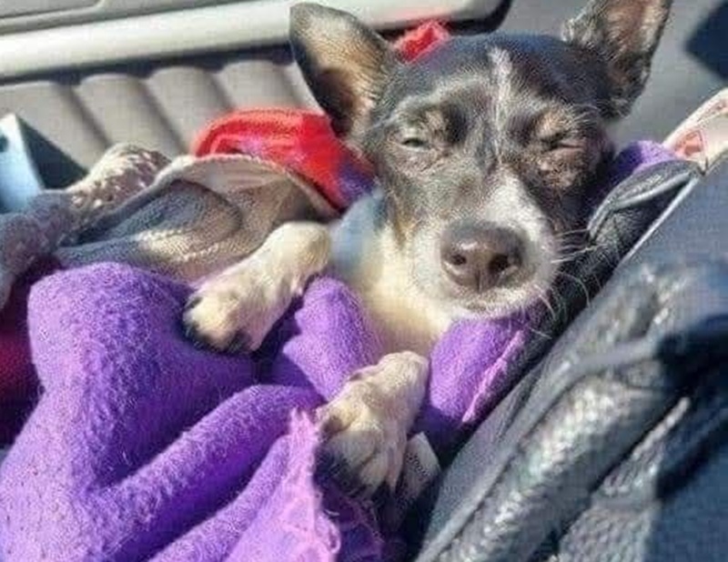 Dopo 17 anni insieme, un cane amatissimo è volato via. Le parole della sua umana raccontano un dolore profondo, ma anche un’eredità d’amore.