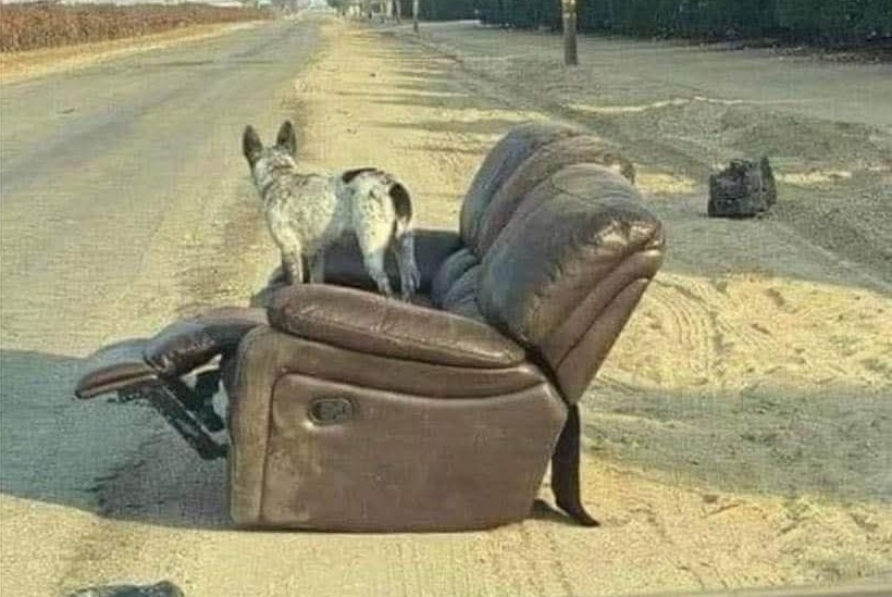Un racconto struggente dà voce a un cane lasciato lungo la strada, che continua ad aspettare chi lo ha abbandonato, incapace di capire di non essere più voluto.