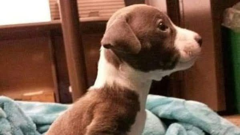 Un contadino mette in vendita i suoi cuccioli, ma un incontro inatteso con un bambino speciale trasforma la compravendita in una lezione di vita e amore.