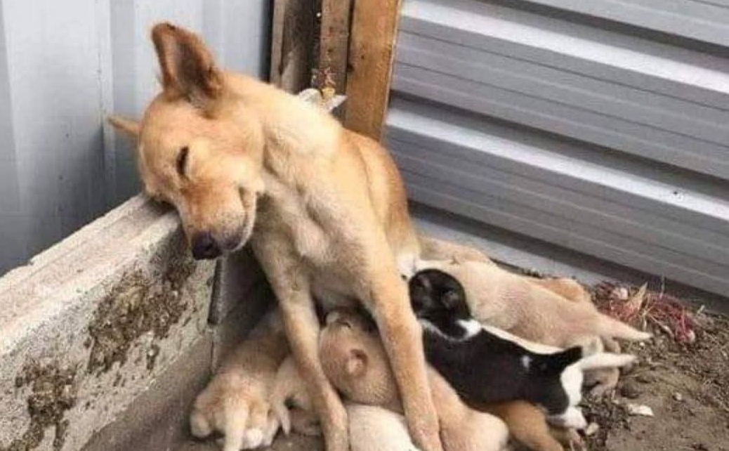 Sfinita e sola, protegge i suoi cuccioli tra terra battuta e assi di legno: la sua lotta quotidiana rivela il prezzo dell’indifferenza e il valore dell’adozione.