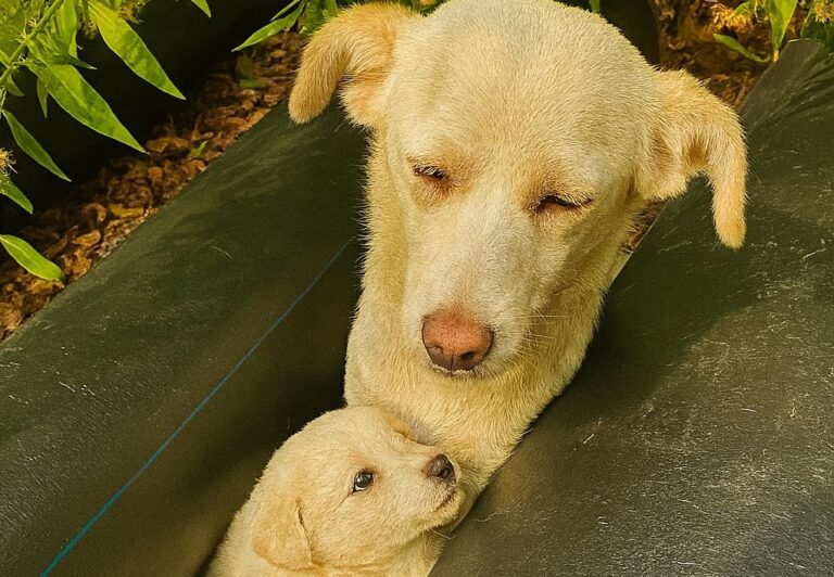 Scoperti tra tubi arrugginiti e foglie secche, due cani hanno trovato nell’amore umano la salvezza e la speranza di una vita finalmente serena.