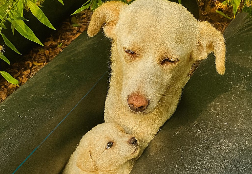 Scoperti tra tubi arrugginiti e foglie secche, due cani hanno trovato nell’amore umano la salvezza e la speranza di una vita finalmente serena.