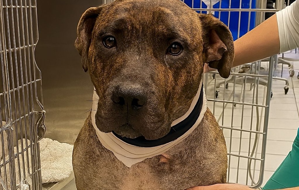 Ferito gravemente per proteggere Louise dal marito violento, il cane è oggi celebrato come eroe e simbolo di coraggio e amore incondizionato.