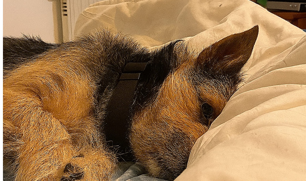 Dopo mesi dietro le sbarre e notti di freddo e paura, un cane invisibile ha finalmente trovato il calore di una casa e di un cuore che lo ha scelto.