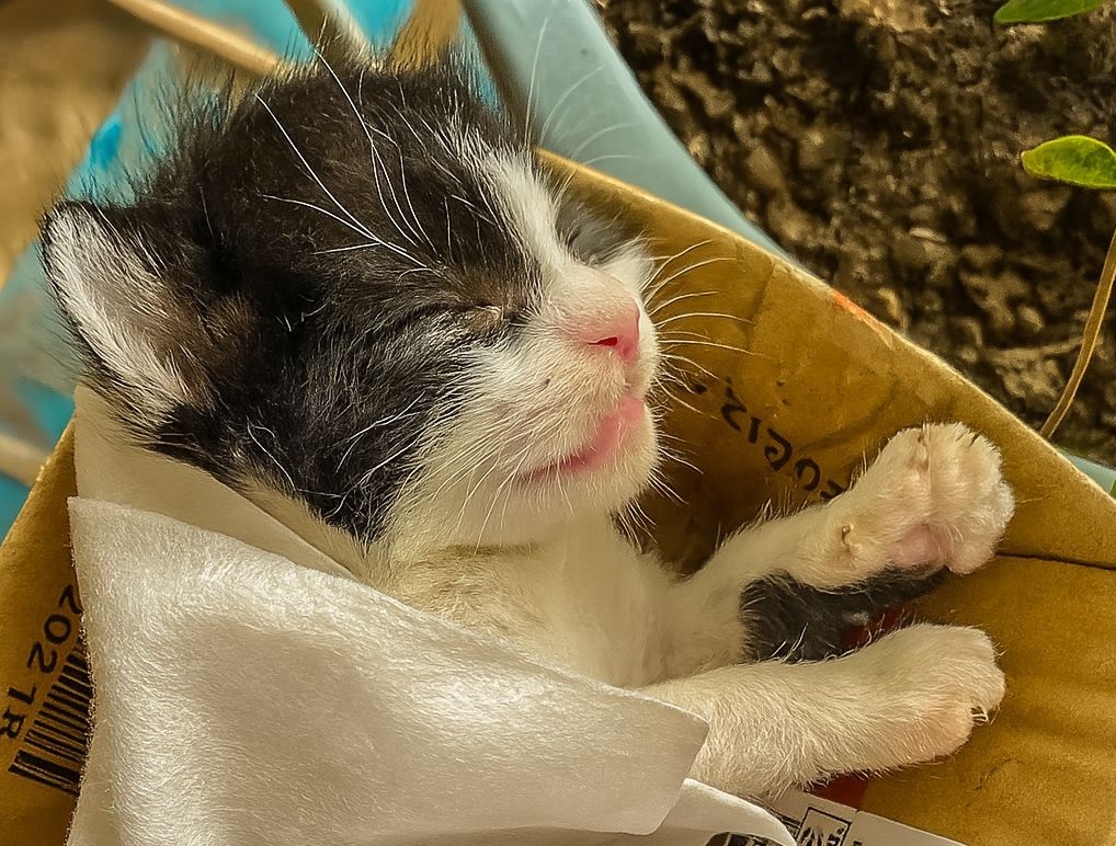Trovato solo e tremante sotto un cespuglio, un cucciolo senza nome ha vissuto un giorno di amore puro: una lezione di umanità e cura.