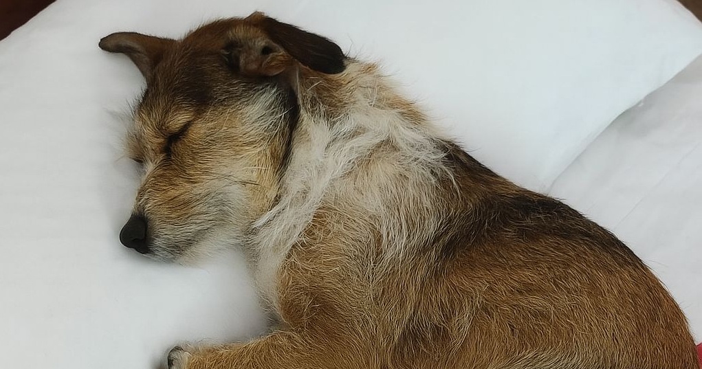 Solo e tremante, era fermo in mezzo alla strada. Ora ha una casa, un letto caldo e il suo primo sonno felice.