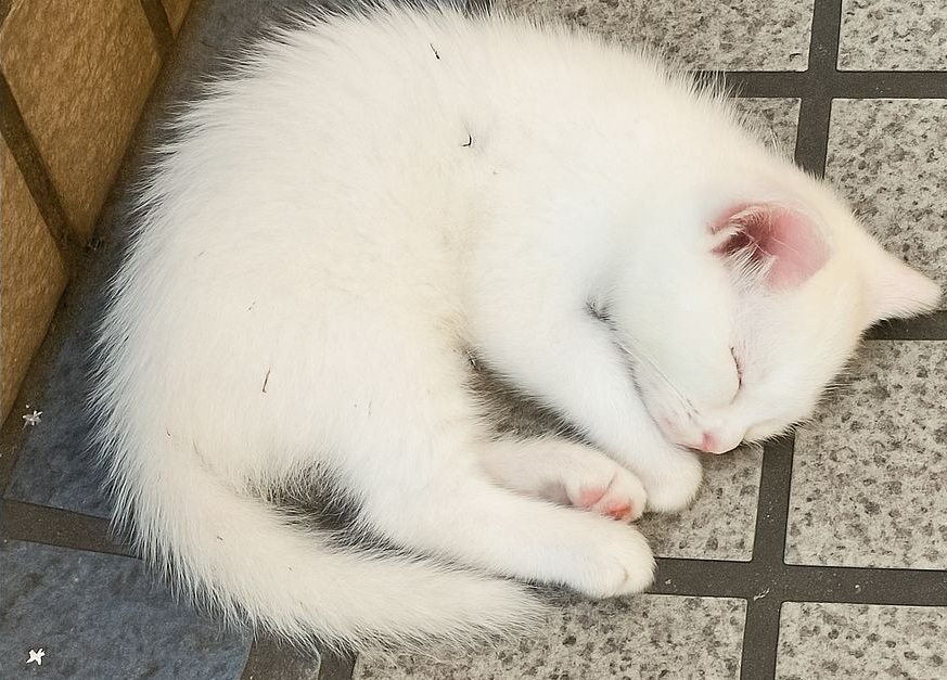 Trovata immobile vicino a un muro di pietra, una gattina bianca di pochi mesi viene accolta con amore nell’ultimo istante: un addio che diventa promessa di memoria.