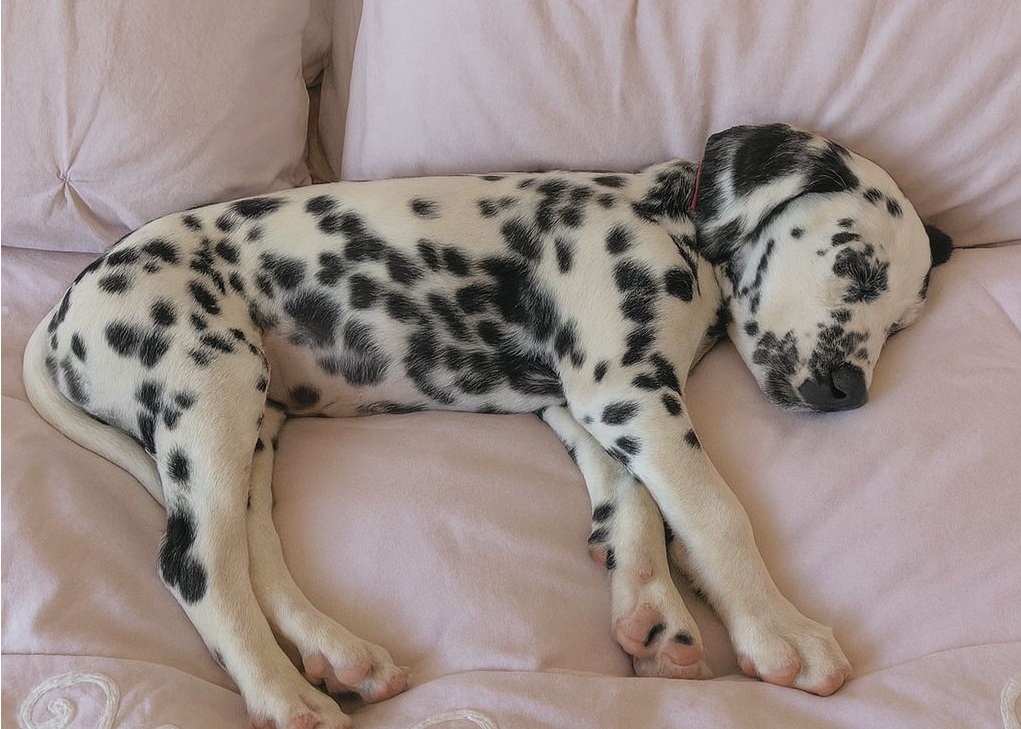 Un cucciolo smarrito trova finalmente rifugio e amore: niente più notti gelide, solo carezze, corse felici e un letto che lo aspetta ogni sera.