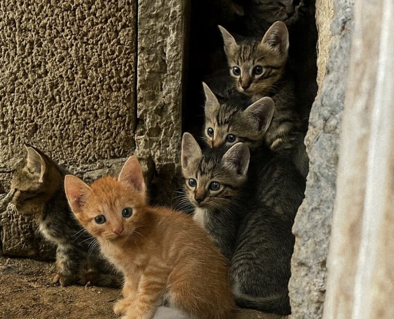 Cinque cuccioli nati tra polvere e fango, sopravvissuti alla fame e alla paura. Oggi hanno una casa e il rosso, il più fragile, ha finalmente trovato salvezza.