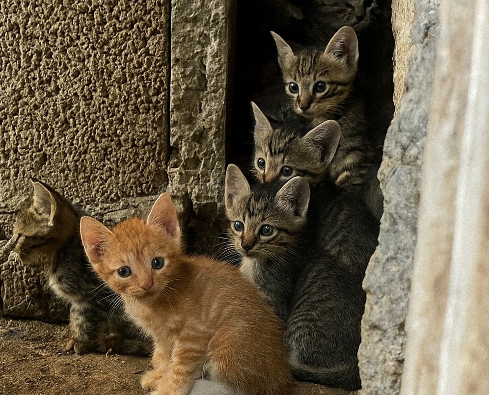 Cinque cuccioli nati tra polvere e fango, sopravvissuti alla fame e alla paura. Oggi hanno una casa e il rosso, il più fragile, ha finalmente trovato salvezza.