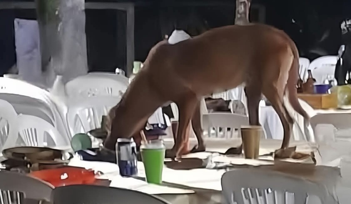 Non un pericolo, ma un’anima affamata. Ogni piccolo gesto di gentilezza può trasformare la vita di un cane randagio che non ha scelto il suo destino.
