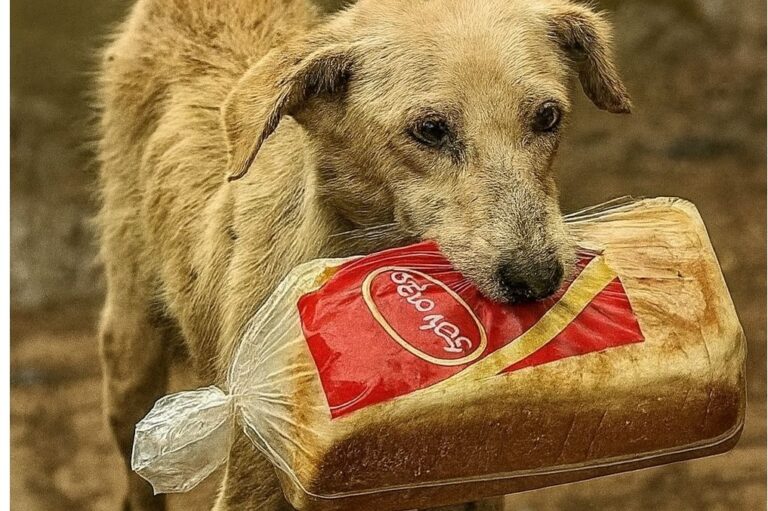 Ripresa dalle telecamere mentre correva con una pagnotta, non rubava per sé ma per i suoi piccoli affamati. Oggi lei e i cuccioli hanno una famiglia.