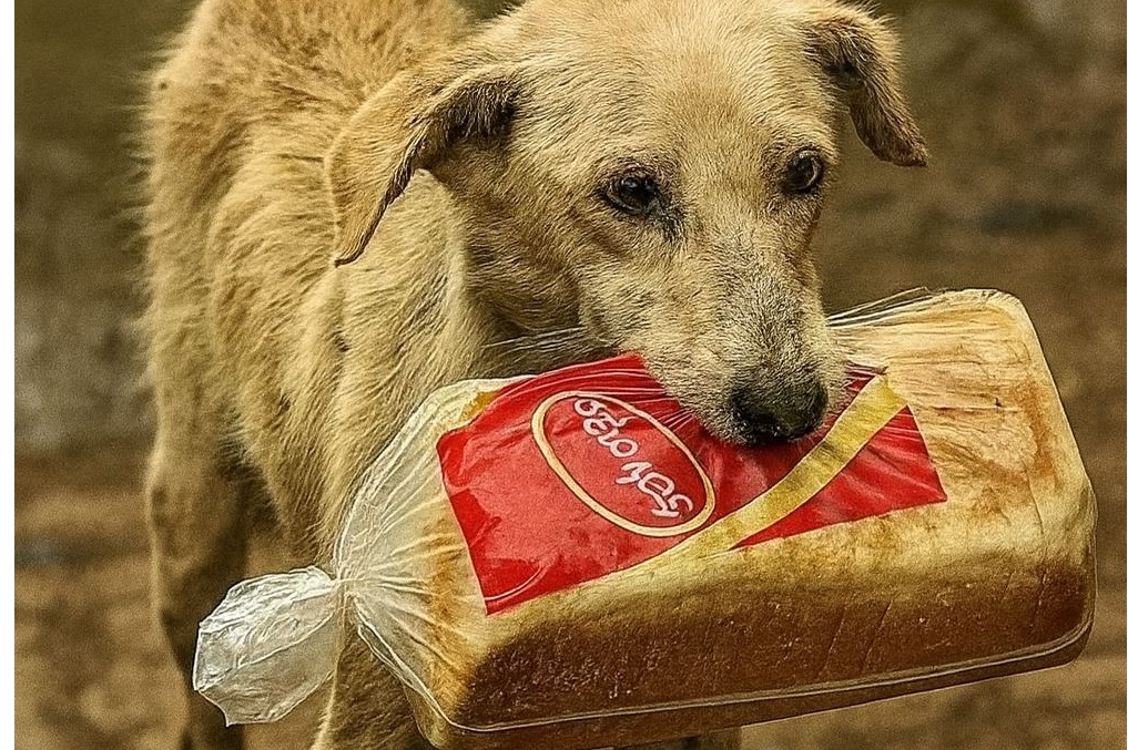 Ripresa dalle telecamere mentre correva con una pagnotta, non rubava per sé ma per i suoi piccoli affamati. Oggi lei e i cuccioli hanno una famiglia.