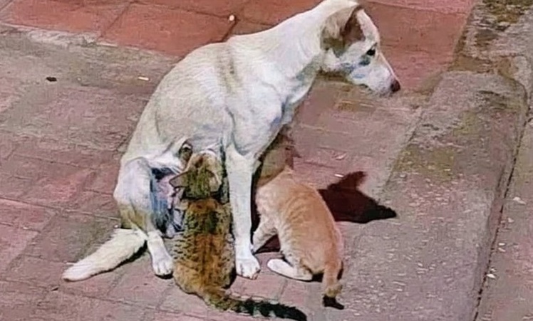 Rimasti senza madre, dei gattini sono stati accolti da una cagnolina che aveva perso i suoi piccoli: dal vuoto della perdita è nato un legame indissolubile.