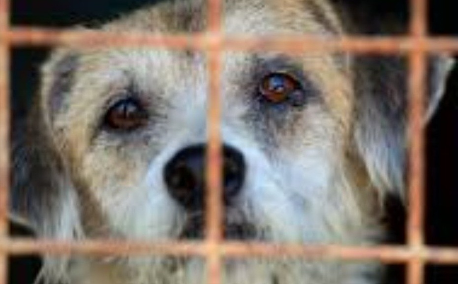 Dietro le sbarre, un cane non smette di aspettare. Per lui non è una scelta pratica: è la fine del mondo, il tradimento più doloroso.