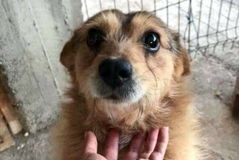 Un uomo racconta l’incontro con un cane anziano e timido, scartato da tutti. Da quell’adozione è nata un’amicizia profonda che ha cambiato entrambi.