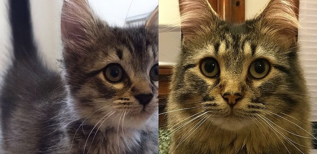 Era svanito nel nulla da cucciolo, lasciando la sua famiglia nel dolore. Dopo otto anni, il miracolo: Marley è stato ritrovato e riconsegnato ai suoi proprietari.