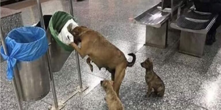 Affamata e stanca, una mamma cagnolina non si arrende: tra pericoli e strade deserte, ogni giorno lotta per nutrire e proteggere i suoi piccoli.