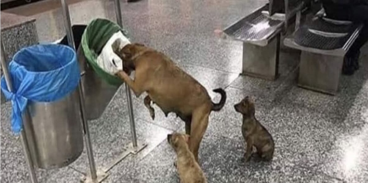 Affamata e stanca, una mamma cagnolina non si arrende: tra pericoli e strade deserte, ogni giorno lotta per nutrire e proteggere i suoi piccoli.