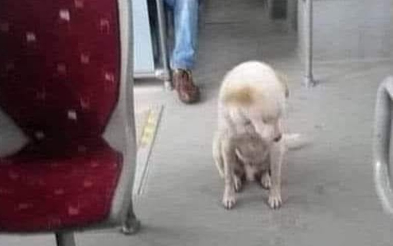 Un cagnolino randagio si rifugia su un autobus per ripararsi dal temporale. L’autista chiede il permesso ai passeggeri: tutti dicono “no”. Un gesto che scalda il cuore.