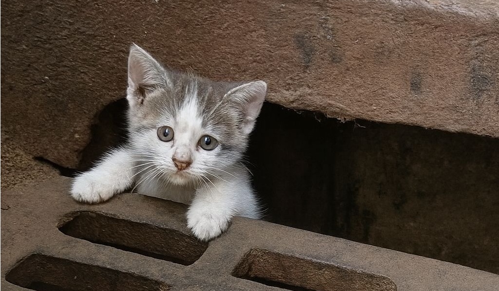 Intrappolato e tremante, ha atteso per ore in silenzio. Oggi, grazie a un salvataggio provvidenziale, quel gattino ha ritrovato vita, amore e speranza.