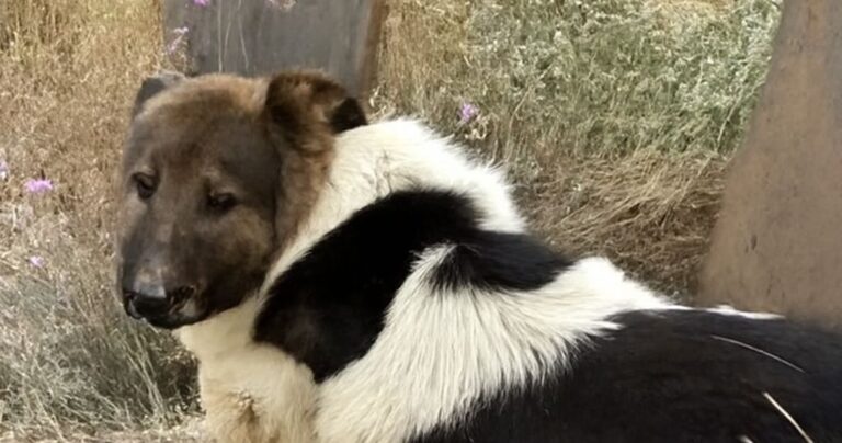 Da quando il suo padrone è morto, il cane non si è più mosso dalla tomba. Dodici giorni di silenziosa fedeltà che commuovono e insegnano l’amore vero.