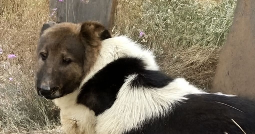 Da quando il suo padrone è morto, il cane non si è più mosso dalla tomba. Dodici giorni di silenziosa fedeltà che commuovono e insegnano l’amore vero.