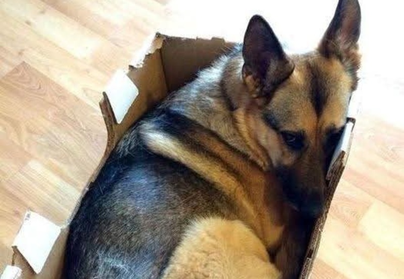 Tradito dai suoi umani, Rex cercava rifugio in una scatola troppo stretta: per lui era l’unico modo di fingere di avere ancora una casa.