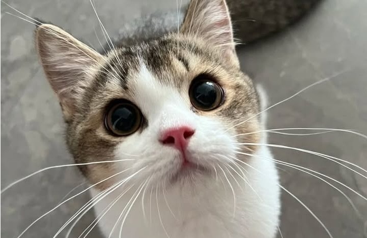 Dopo la morte di un’anziana donna, una vicina decide di accogliere il suo gatto rimasto solo. “A volte l’amore non aspetta che siamo pronti”.