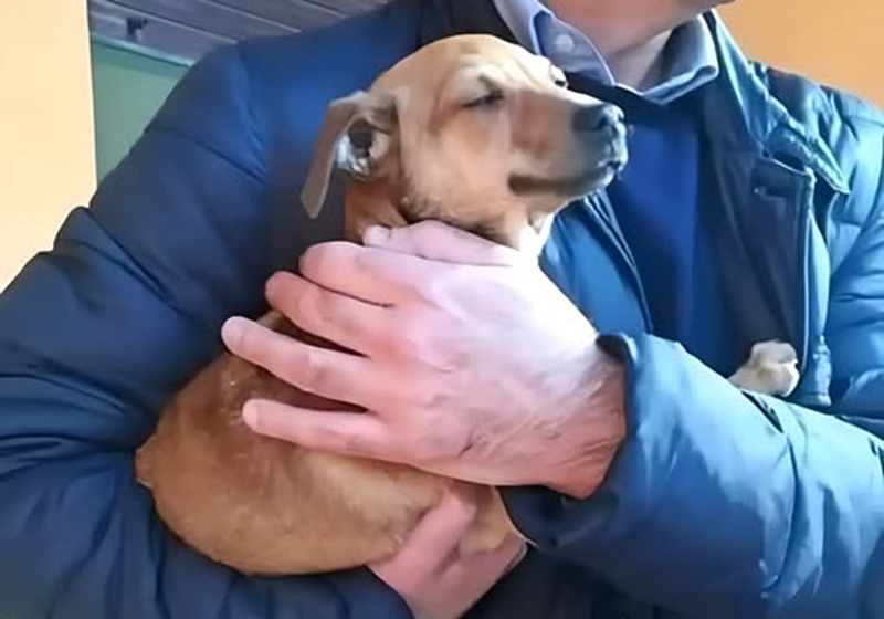Dopo la morte del suo cane Charlie, un uomo di Cosenza trasforma il dolore in amore adottando Yuki, un cucciolo impaurito che ha smesso di tremare appena tra le sue braccia.