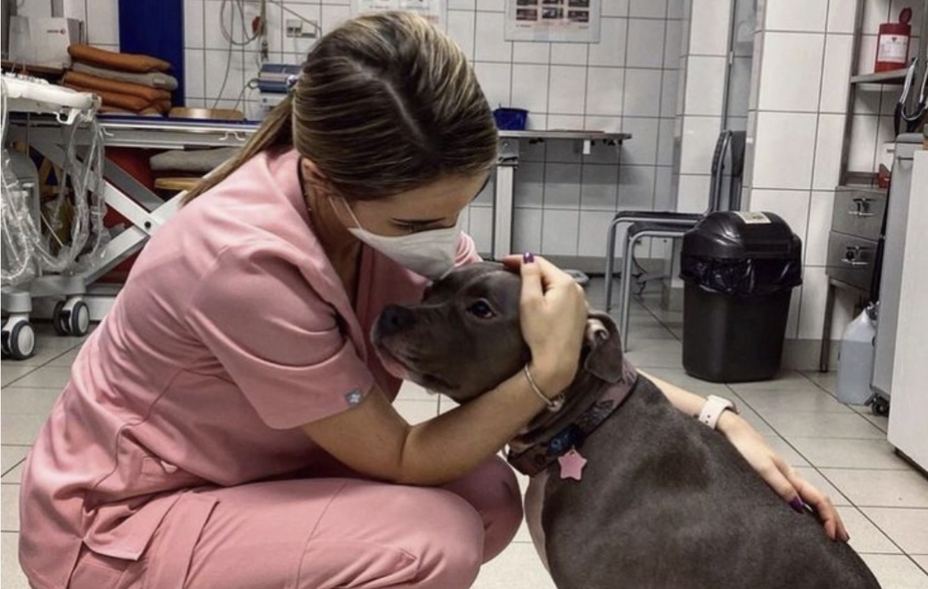Da un passato di catene e dolore a una nuova vita piena di affetto: la storia di un cane che ha insegnato cosa significa perdonare.