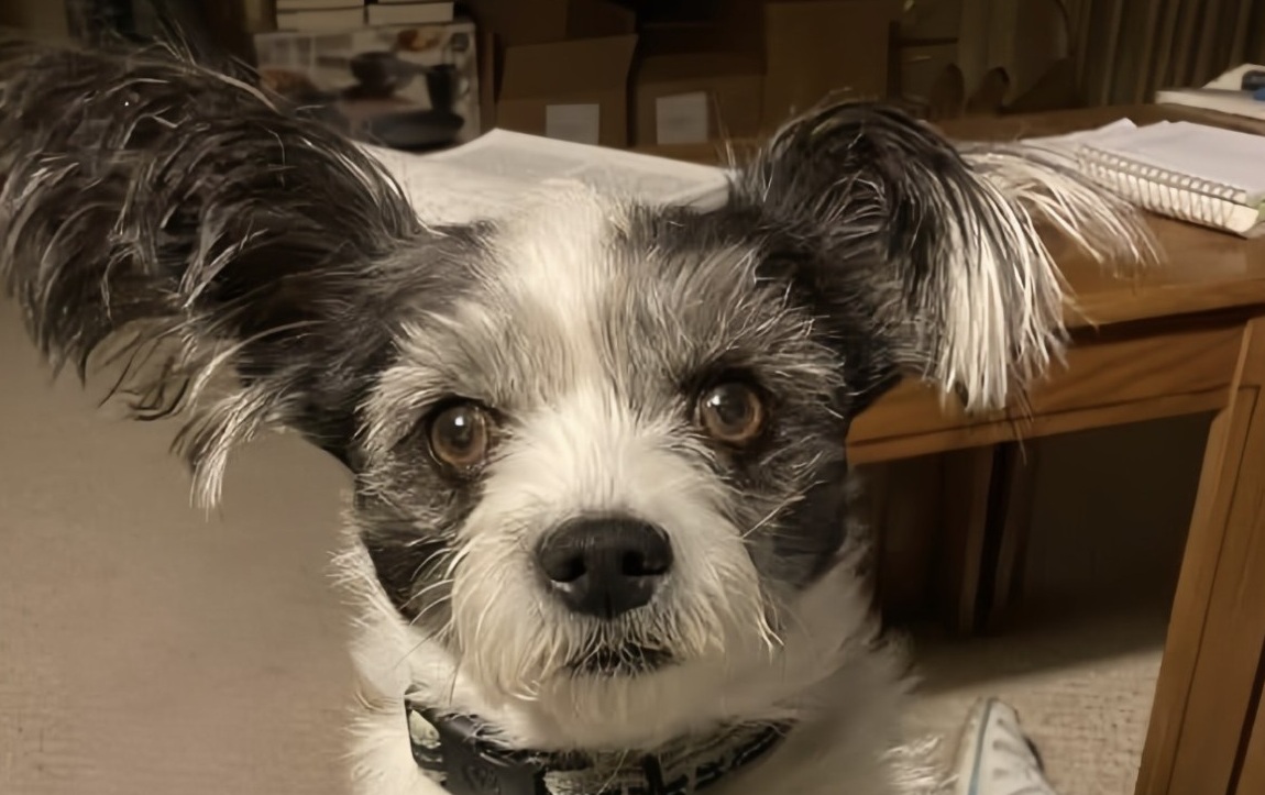 Abbandonato e senza microchip, camminava solo lungo la strada. Dopo tre giorni di cure e amore, è iniziata una nuova vita insieme.