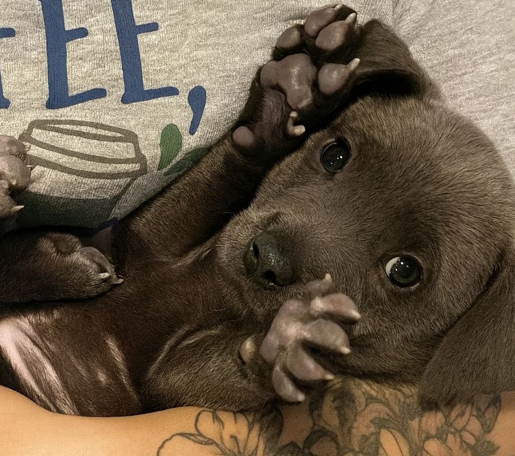 Era solo e tremava, ma quello sguardo ha cambiato due vite per sempre. Una storia di rinascita, fiducia e amore reciproco.