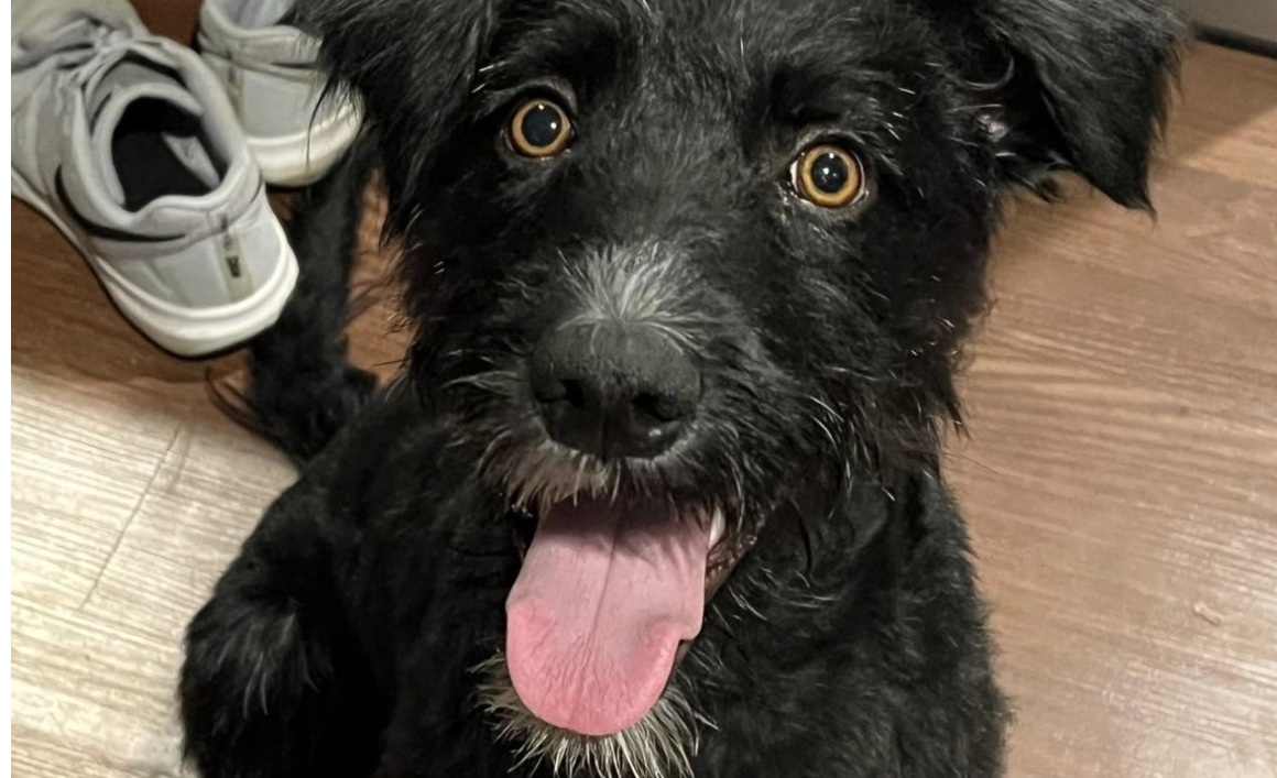 Doveva essere soppresso dopo solo cinque settimane in famiglia. Salvato da una volontaria, oggi sta imparando di nuovo a fidarsi.