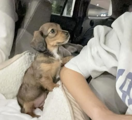 Un cucciolo trovato solo e impaurito viene adottato da una famiglia che gli promette amore e una casa per sempre.