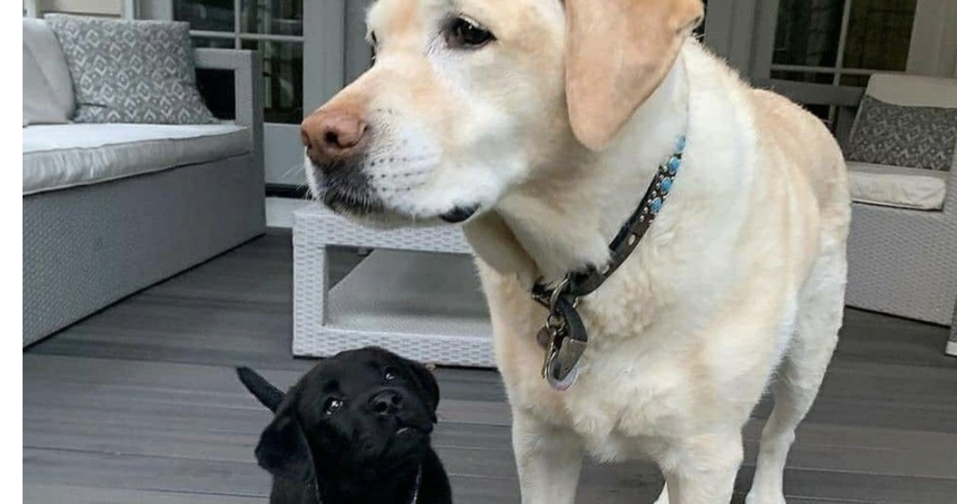 Un labrador anziano e un cucciolo orfano si erano trovati al rifugio e amati come padre e figlio. Il loro adottante ha scelto di non separarli mai più.