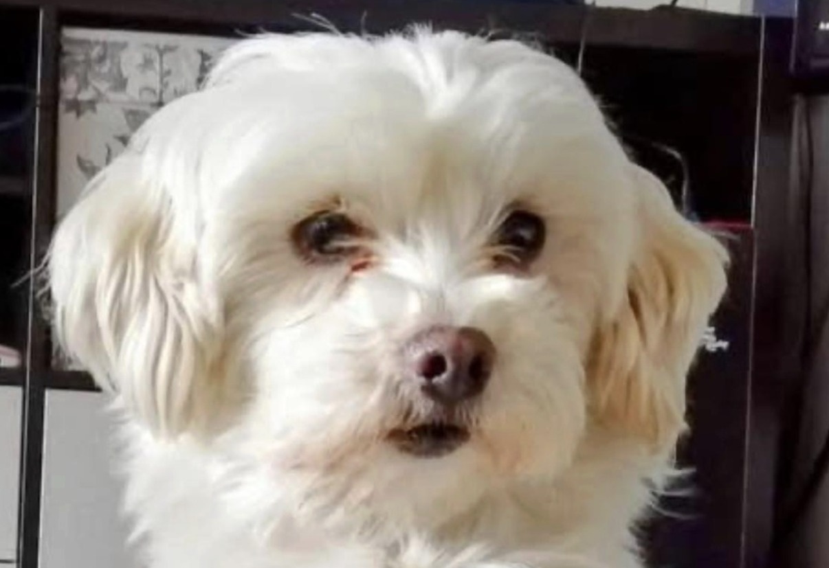 Dopo la perdita del figlio, la donna aveva smesso di vivere. Poi l’arrivo di una cagnolina salvata ha riacceso la speranza e l’amore.