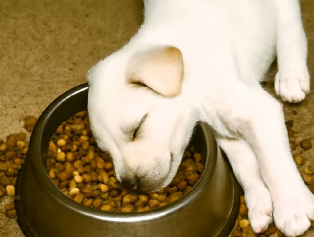 Trovato esausto accanto a una ciotola di croccantini, oggi vive al caldo in una casa piena d’affetto. Una storia che mostra la forza della bontà umana.