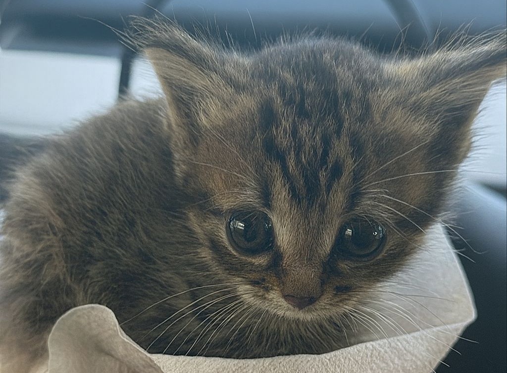 Sola e impaurita sotto una macchina, una gattina trova una mano gentile e una nuova vita piena di amore.