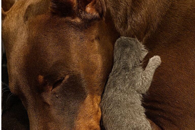 Ha trovato un gattino solo e tremante nel giardino e lo ha accolto come un figlio, proteggendolo tra le sue zampe.