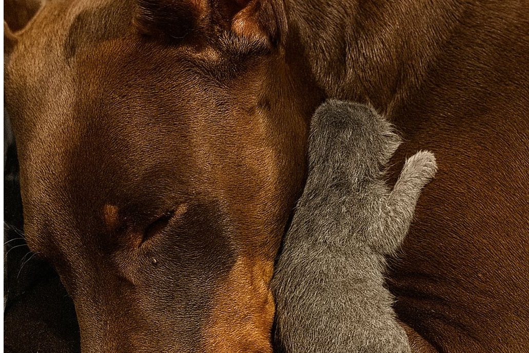 Ha trovato un gattino solo e tremante nel giardino e lo ha accolto come un figlio, proteggendolo tra le sue zampe.