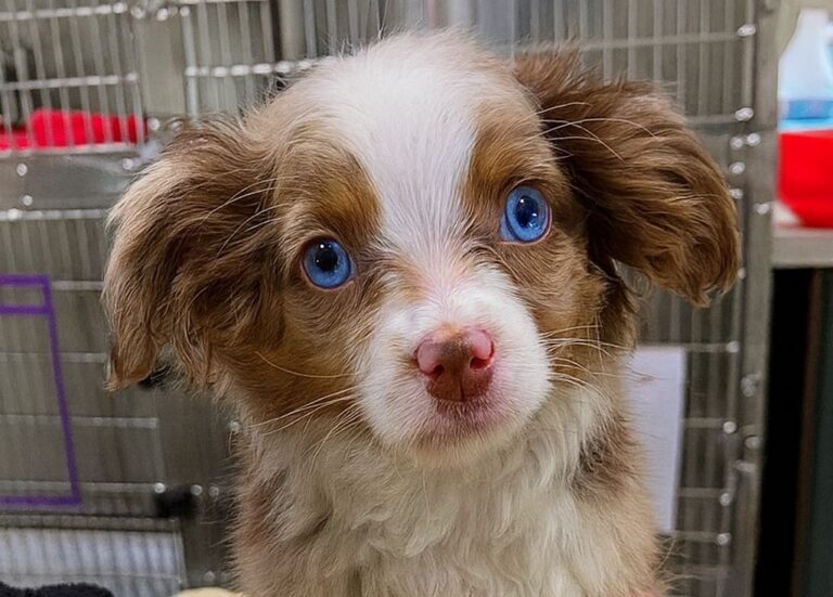 Trovato solo e malato, questo cucciolo dagli occhi azzurri è passato dal tremore alla felicità grazie a chi ha creduto in lui.