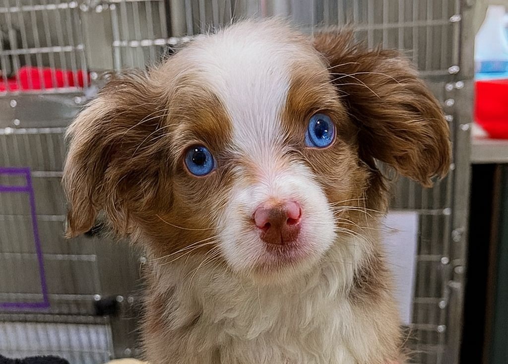 Trovato solo e malato, questo cucciolo dagli occhi azzurri è passato dal tremore alla felicità grazie a chi ha creduto in lui.