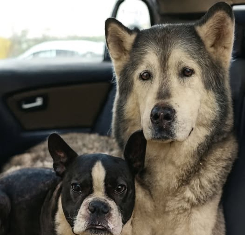 Erano compagni di box e stavano per essere divisi per sempre. Ma un gesto d’amore ha cambiato il loro destino per sempre.