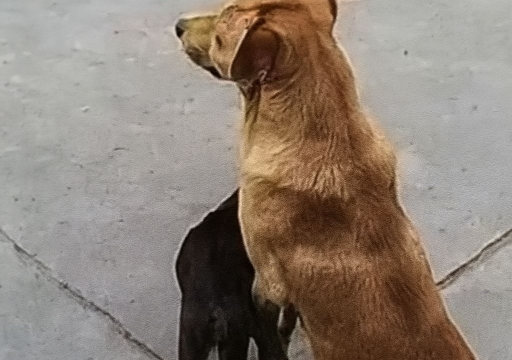 Un cane abbandonato e una gatta nata per strada hanno condiviso tutto fino alla fine: cibo, riparo, freddo, amore e destino. Una storia vera e indimenticabile. L’incontro che ha cambiato due vite