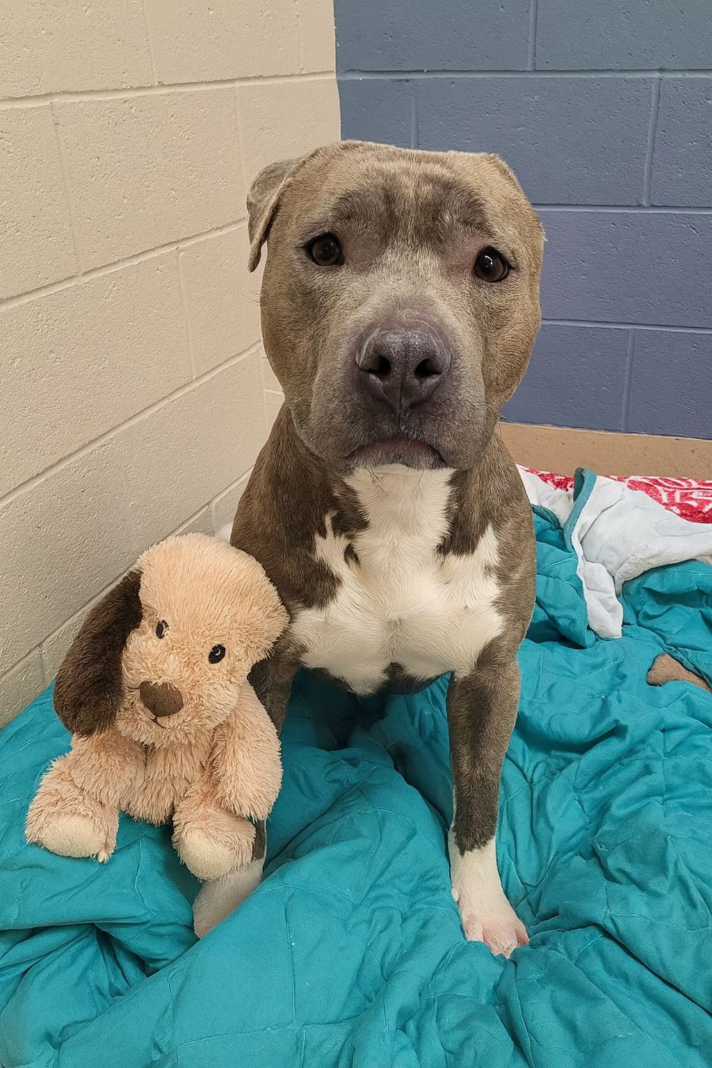 Dopo anni trascorsi per strada nel freddo e nella solitudine, Bruno ha trovato finalmente una casa e il calore di una famiglia che non lo lascerà più.