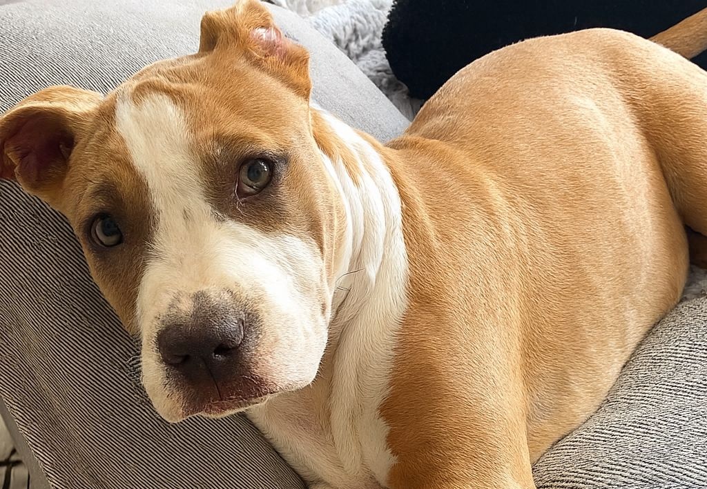 Lasciata fuori da un rifugio con un biglietto e tanta paura negli occhi, Nala ha trovato una nuova vita e una famiglia che la ama davvero.