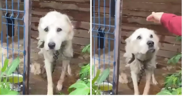 Per otto lunghi anni è rimasta legata a una catena, sola e abbandonata nella sporcizia. Ora Gina è finalmente libera e amata.