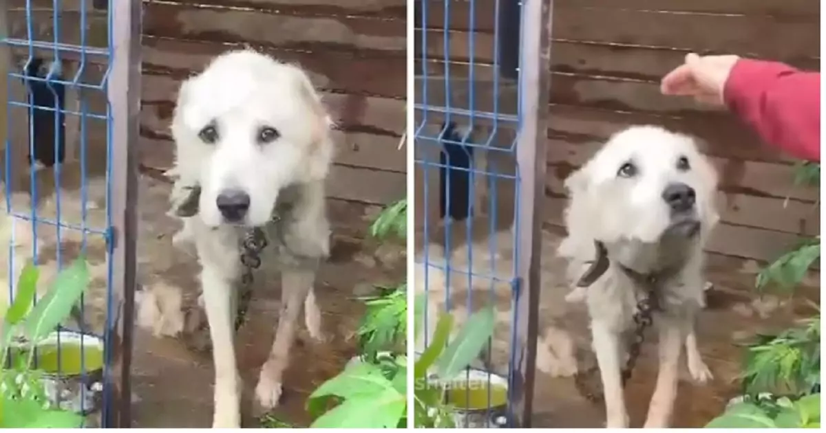 Per otto lunghi anni è rimasta legata a una catena, sola e abbandonata nella sporcizia. Ora Gina è finalmente libera e amata.