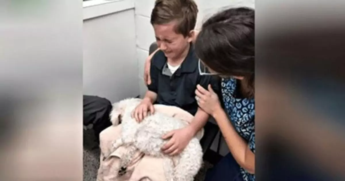 Il piccolo Robbie, cresciuto in affido, ha trovato la felicità adottando cani anziani come Buffy, per dare loro amore negli ultimi giorni di vita.